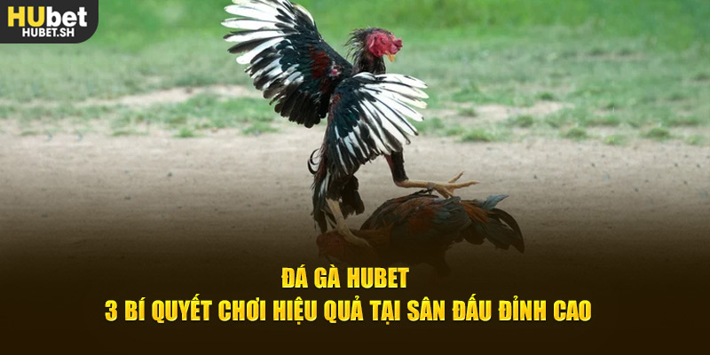 Tìm hiểu bí quyết chọn lựa chiến thần tham gia đá gà HUBET