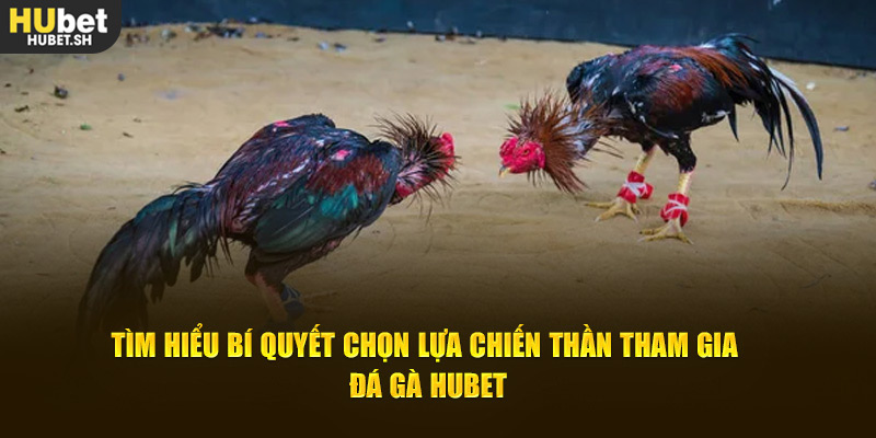 Tìm hiểu quy định để tham gia trải nghiệm đá gà HUBET