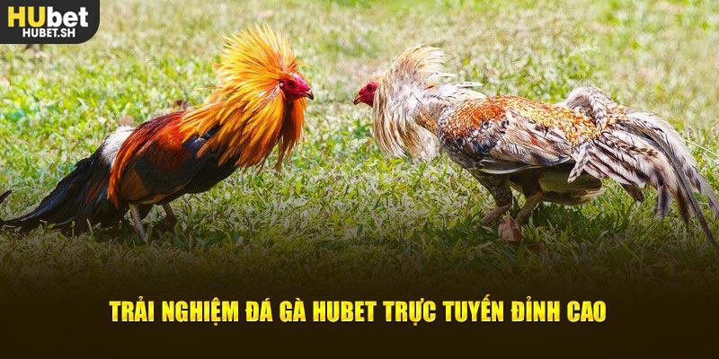 https://hubet.sh/da-ga-hubet/